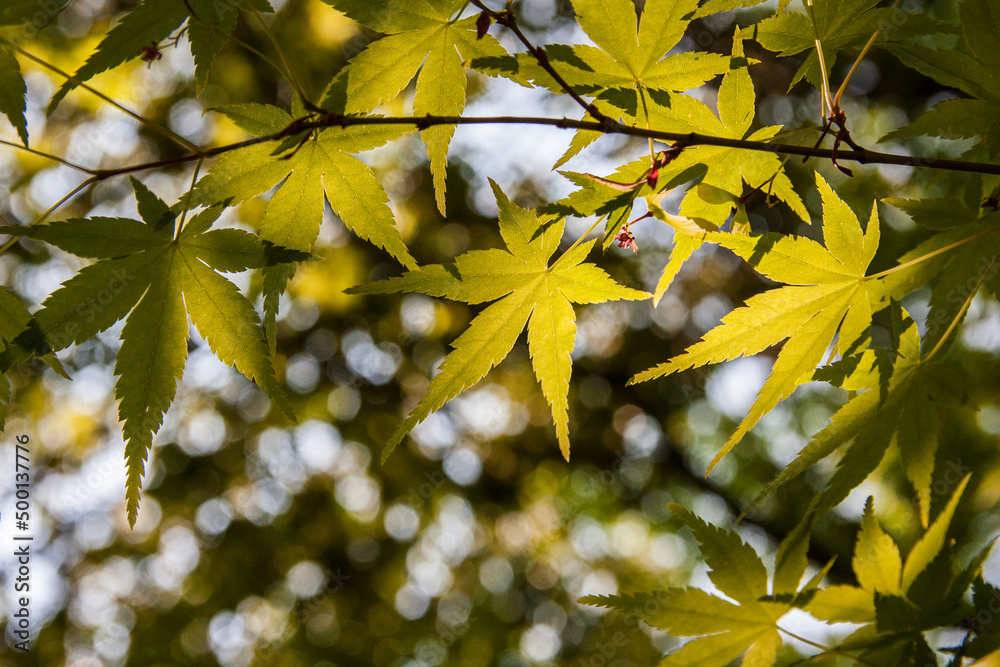 Obraz premium yellow maple leaves