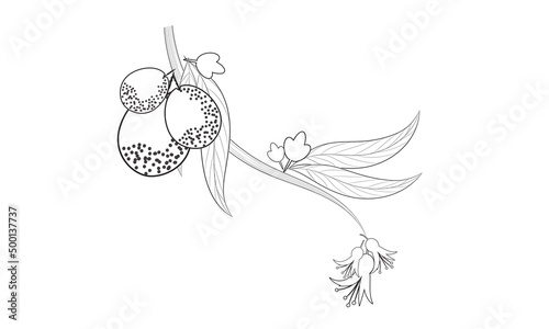 Graphic Guava fruit with leaves coloring page line art drawing illustration on white isolated background.