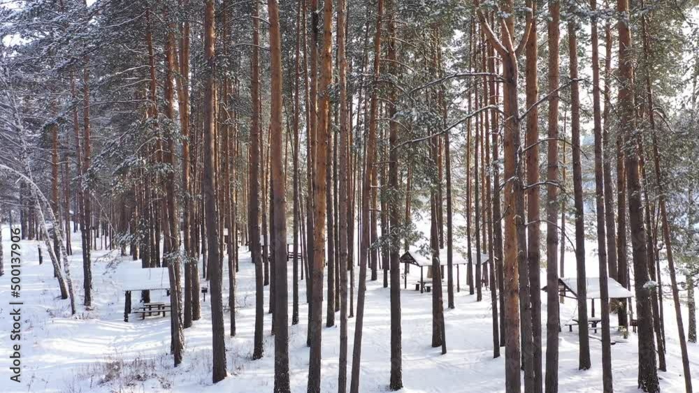 Drone view of approaching pine tree wood in winter. Drone footage Drone view of approaching pine tree wood in winter. Drone footage