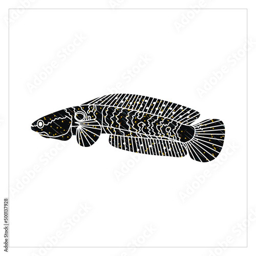 star rain channa snakehead fish illustrations photo