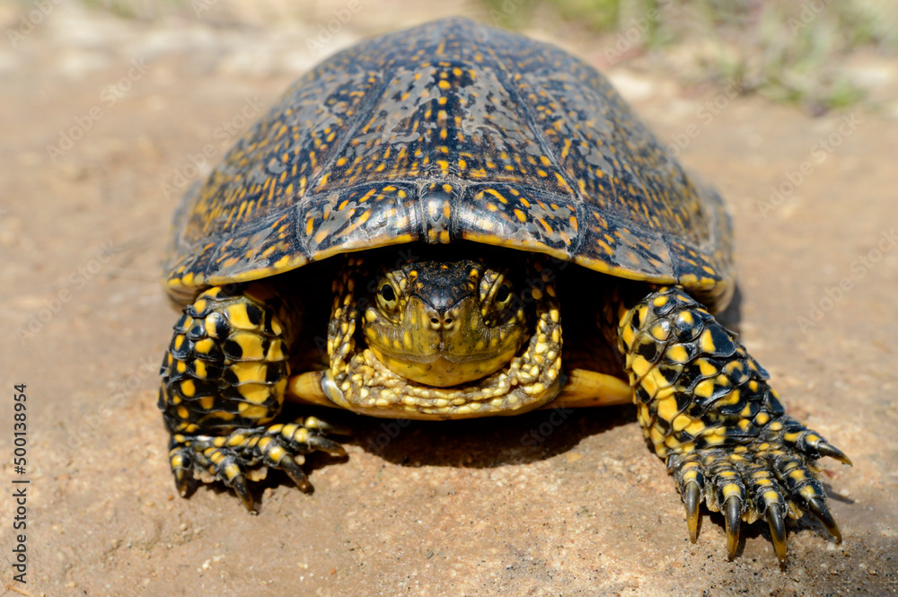 Obraz premium European pond turtle (Emys orbicularis) III