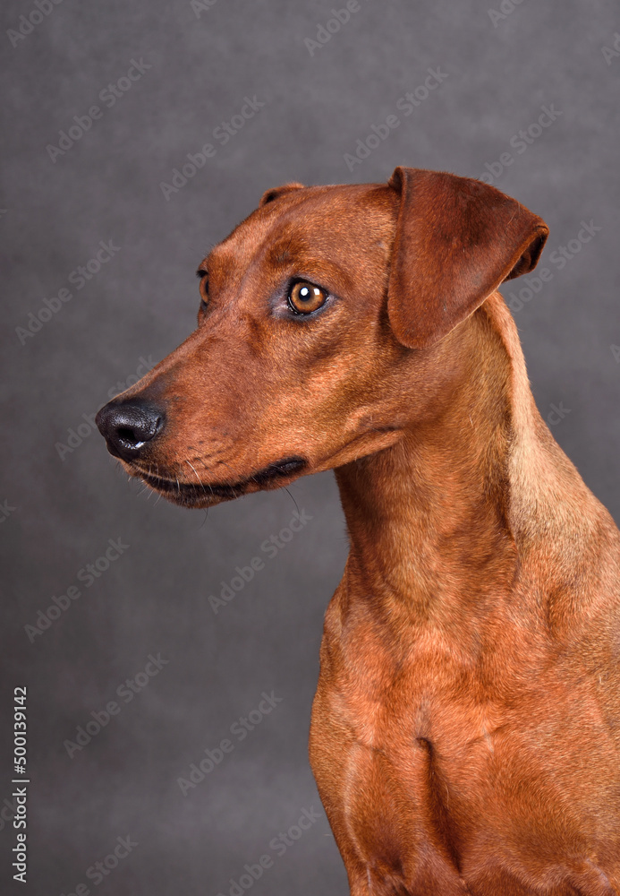 Studio shot of German Pinscher dog