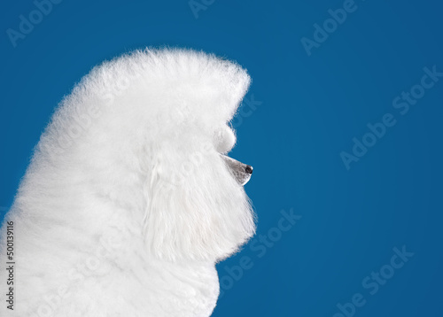 Portrait of white toy poodle © eAlisa