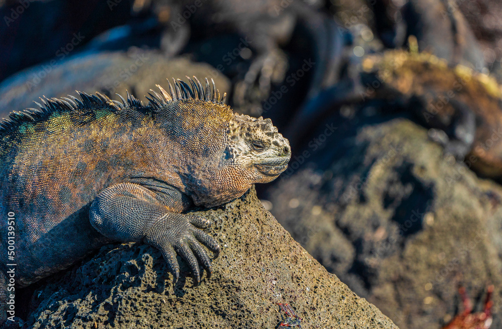 Obraz premium A Galapagos marine iguana basking in the sun