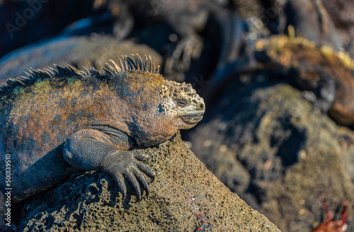 A Galapagos marine iguana basking in the sun © William Huang