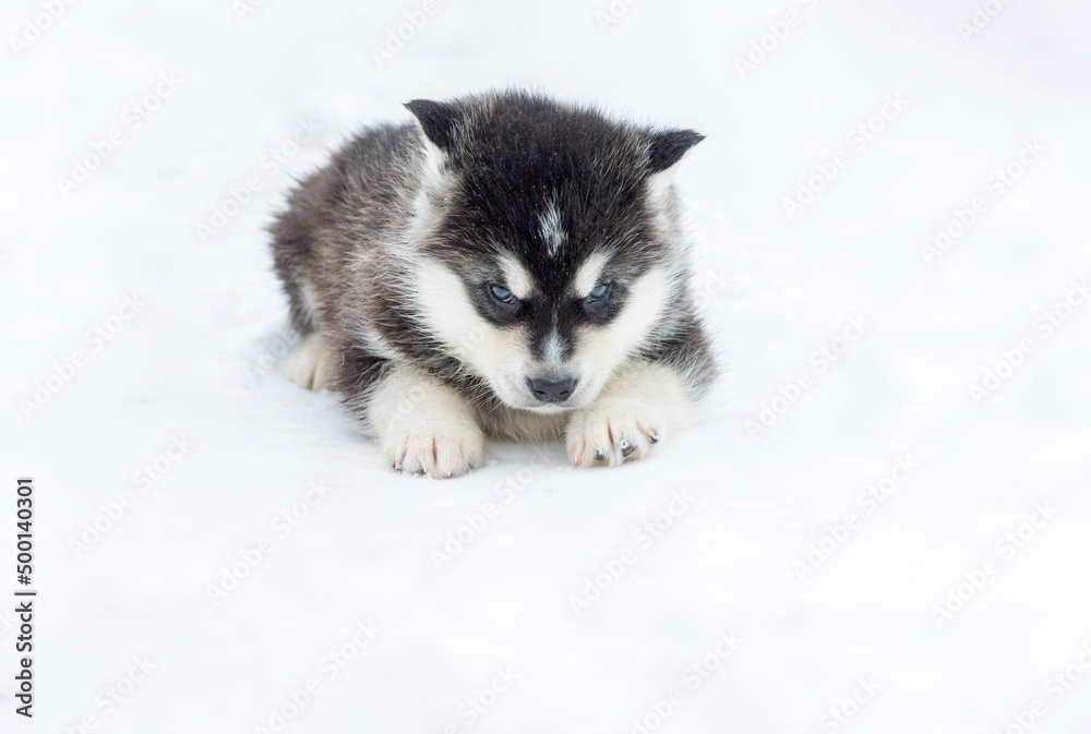 Alaskan Malamute puppy one month old on white close-up portrait
