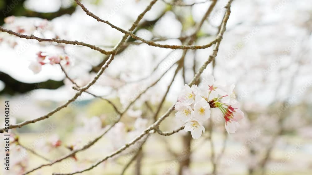肌寒い風に揺れる桜の花びらのイメージ 肌寒い風に揺れる桜の花びらのイメージ