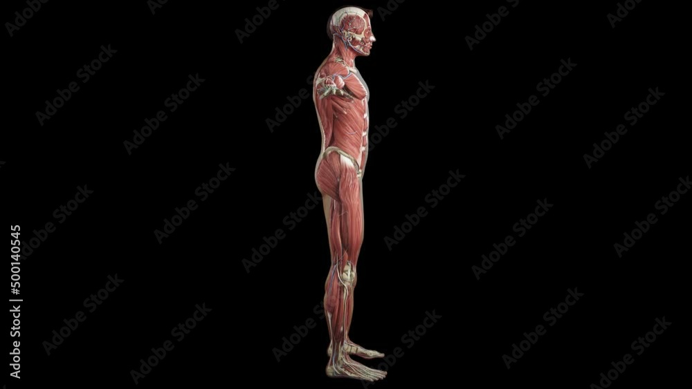 Muscular System complete animation, camera rotation showing all the ...