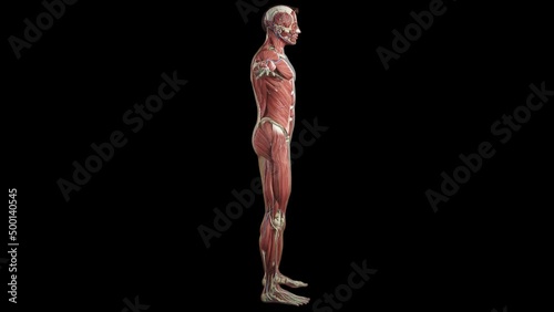 Muscular System complete animation, camera rotation showing all the muscles. Complete 3d animation of the muscles of the human male body. Alpha included. photo