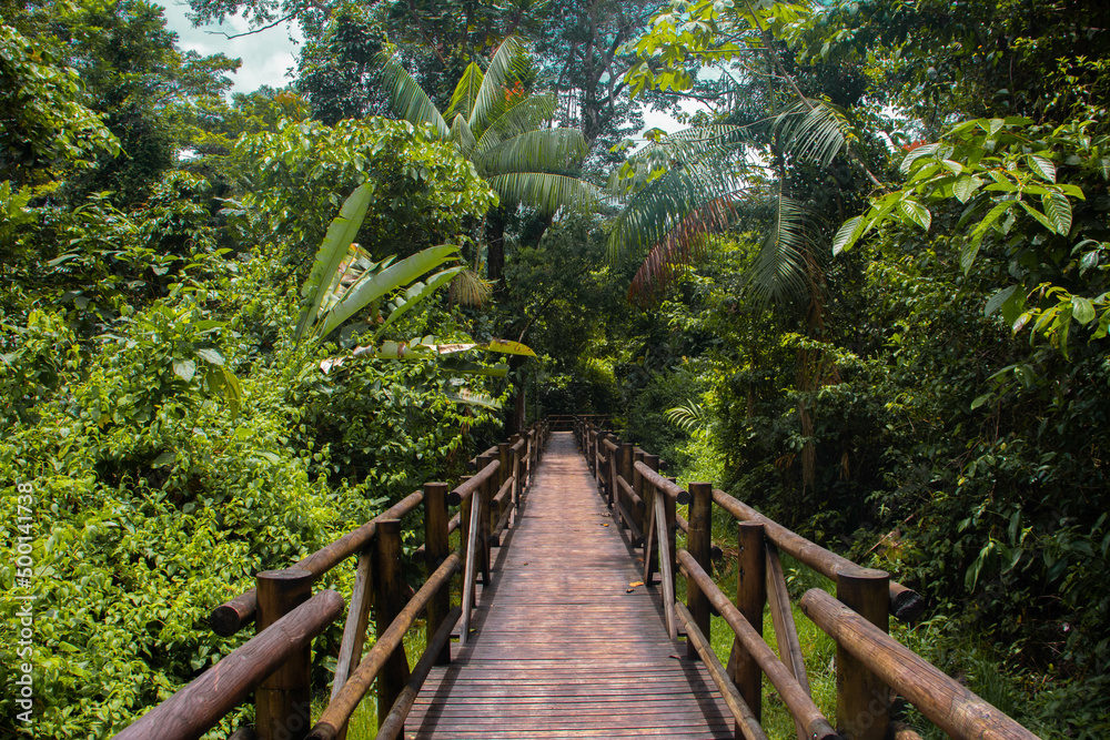 Puente en Parque Nacional Utría Puente en Parque Nacional Utría