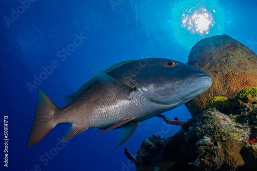 A mutton snapper swims close to the tropical Caribbean reef with the sun visible high above. The deep blue water help make a tropical underwater paradise for nature lovers and marine life alike