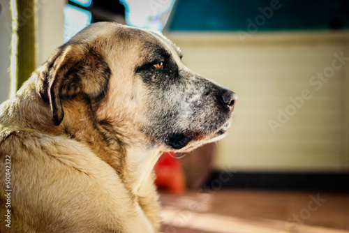 Fototapeta Naklejka Na Ścianę i Meble -  close up of rafeiro do alentejo a portuguese dog breed 