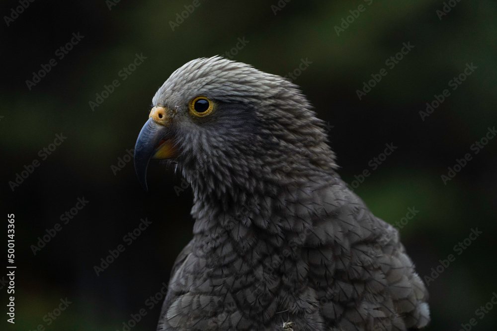 Fototapeta premium Kea Bird New Zealand