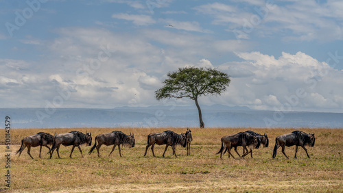 Obraz na płótnie Wildebeest migration, Serengeti National Park, Tanzania, Africa
