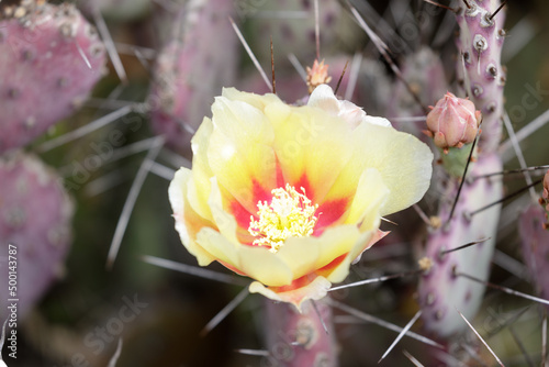 Santa Rita Prickly Pear in Bloom. Arizona Cactus Garden in Palo Alto, California. photo