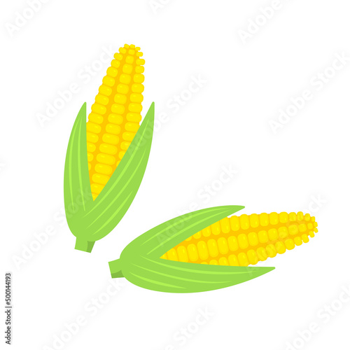 Corn fresh vegetables on white background