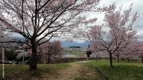 長野県大町市市民の森の桜タイムラプス　 photo