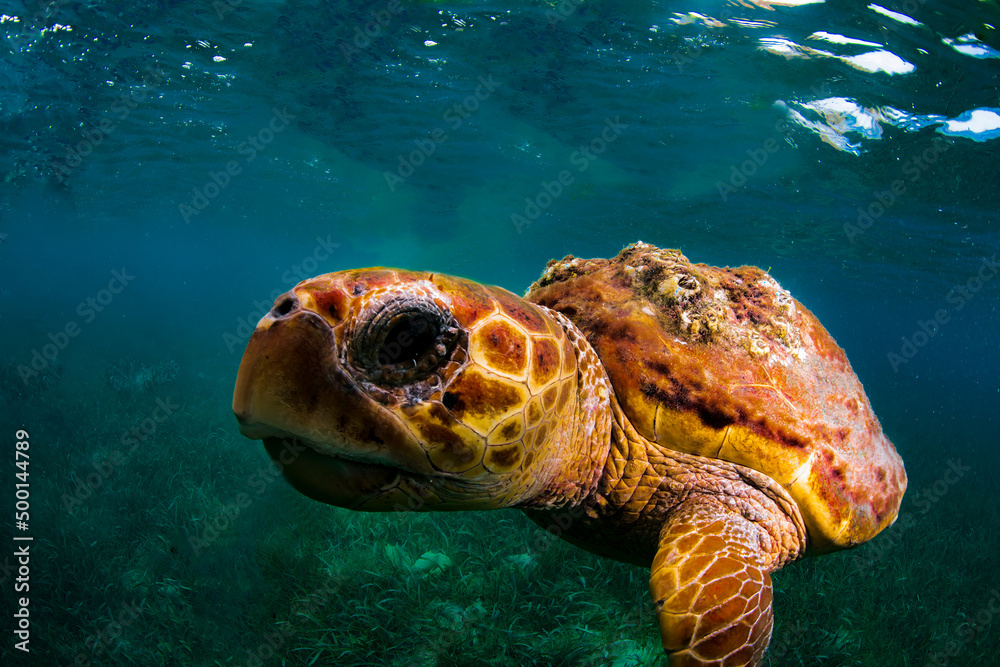 Fototapeta premium Close up of a loggerhead turtle