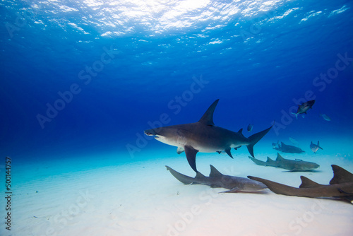 A great hammerhead swimming over nurse sharks 