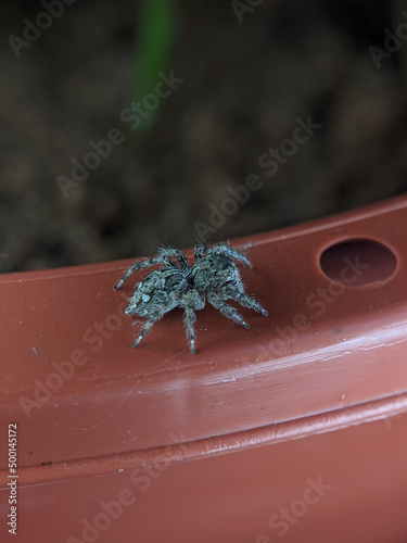 Sitticus sp. (Salticidae) is on a plastic flower pot. photo