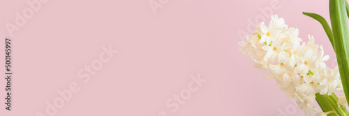 Fototapeta Naklejka Na Ścianę i Meble -  White hyacinth flowers on pink background with space for text