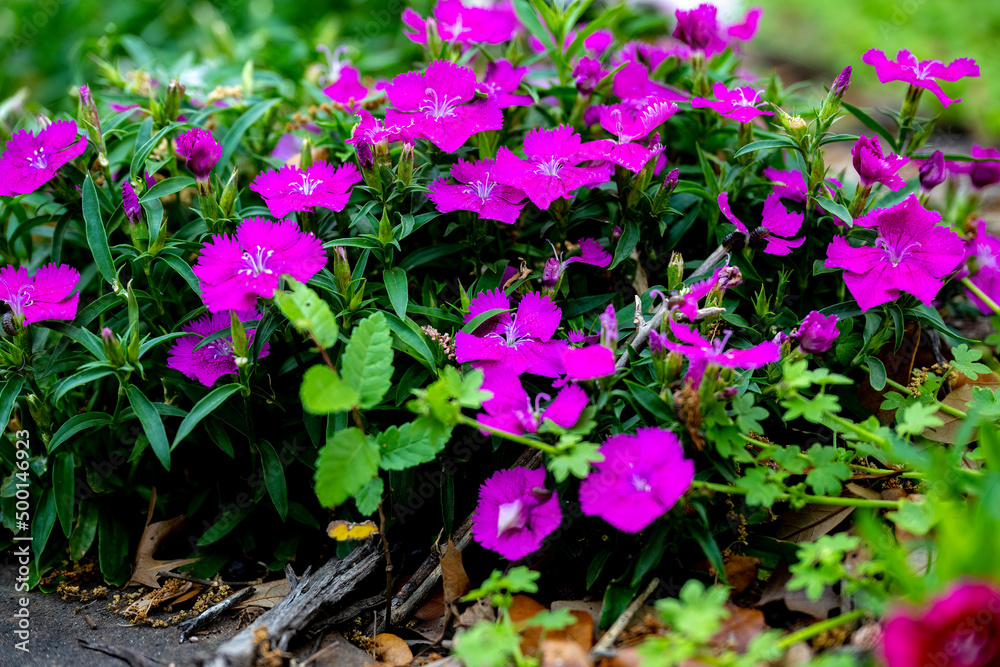 flowers in the garden flowers in the garden