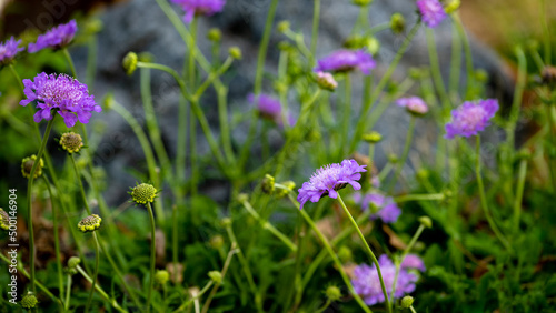 The end of spring flowers 