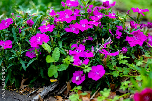 Fototapeta Naklejka Na Ścianę i Meble -  flowers in the garden