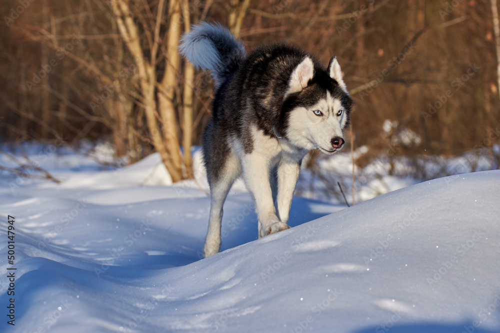 Cute siberian husky dog run pn snow. Sunny winter forest.