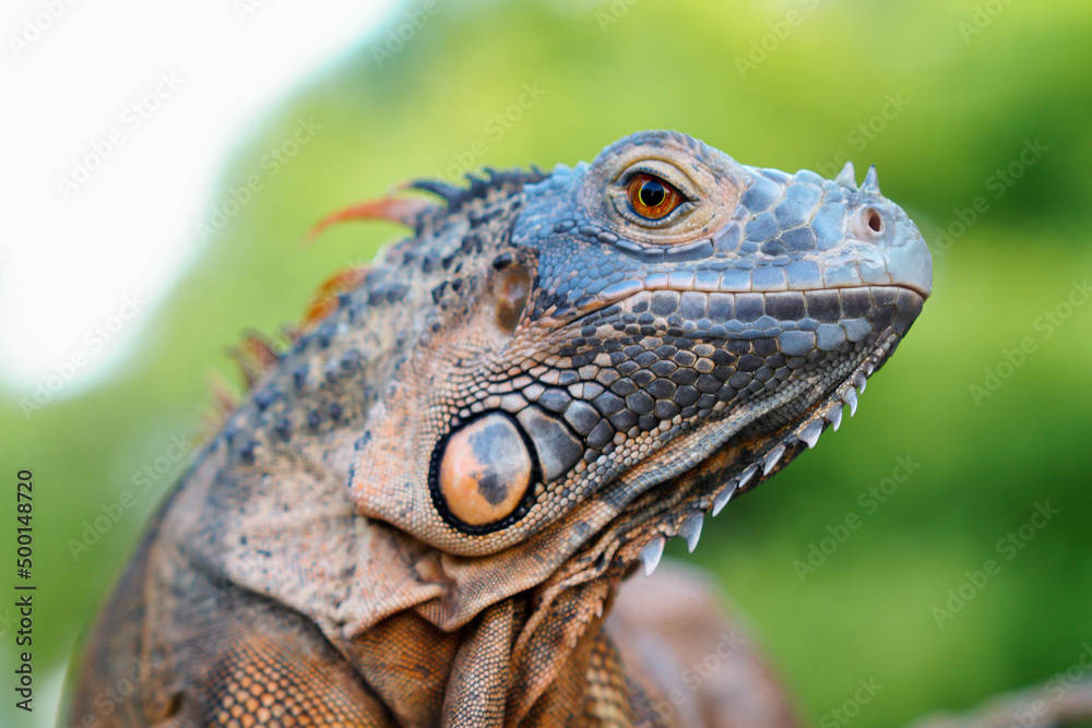 close up of iguana