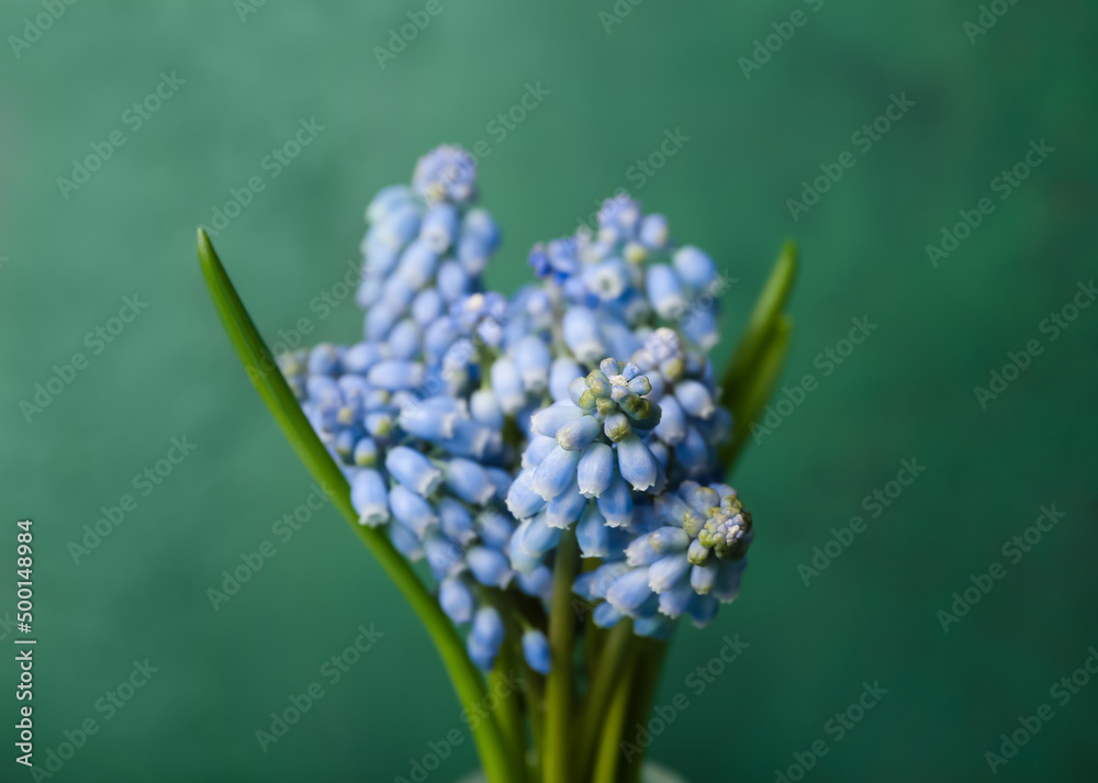 Bouquet of beautiful Muscari flowers on green background, closeup Bouquet of beautiful Muscari flowers on green background, closeup