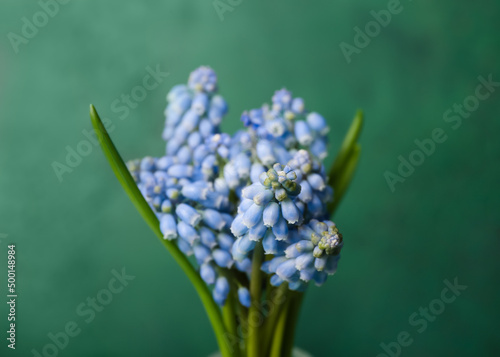 Bouquet of beautiful Muscari flowers on green background  closeup