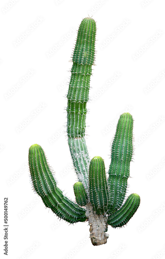 Cactus plant isolated on white background.This has clipping path. Cactus plant isolated on white background.This has clipping path.