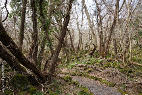 bare trees and vines in winter forest