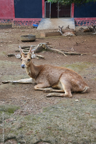 deer in the zoo
