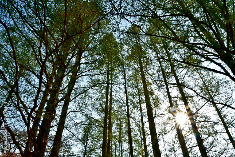 Fototapeta premium 若葉が繁り始めたメタセコイアの林に朝陽が射し込んでいる風景