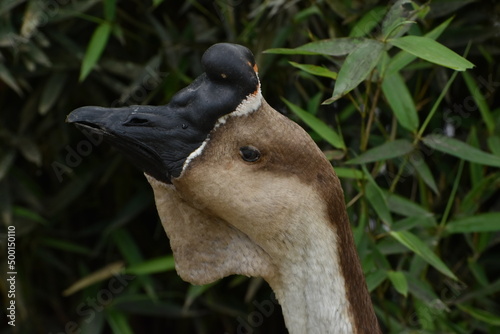 Duck with black beak photo