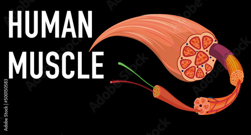 Human muscle anatomy structure