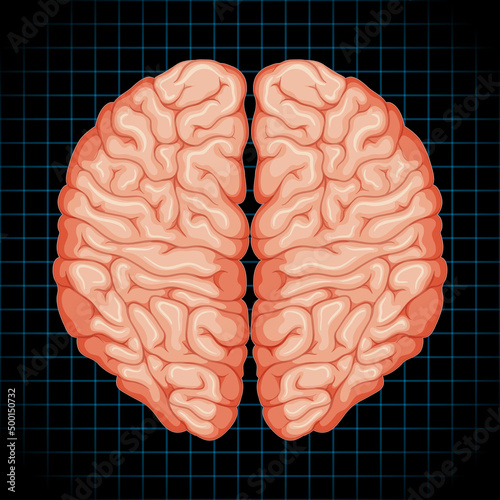 Human internal organ with brain