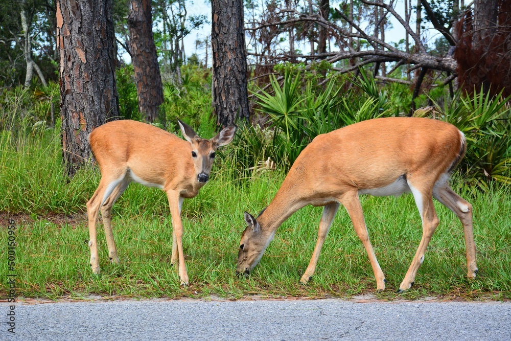 Deer at St Andrews state park in Panama City Beach, Florida. 