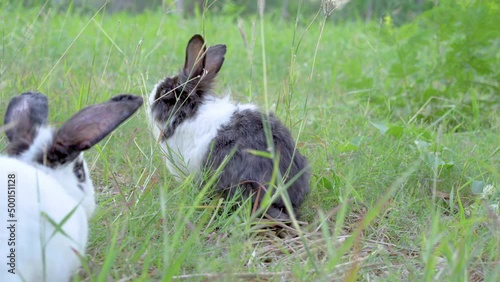 Two fluffy baby rabbit bunny sitting together on grass. Healthy lovely furry rabbit white black eating dry grass and playful on grass in the park. Family easter bunny concept.