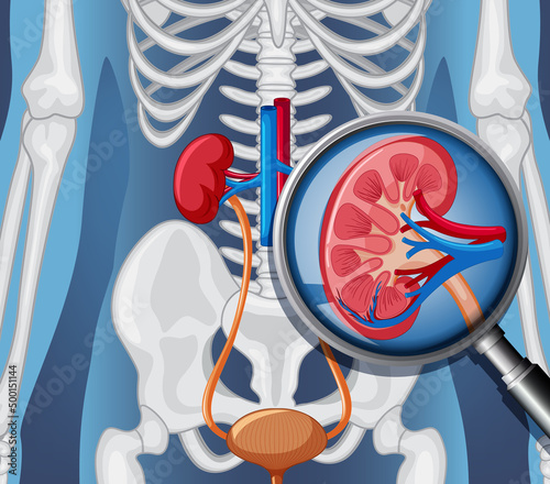 X-ray of human body with internal organs