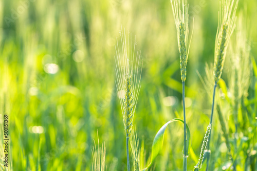 close-up of wheat