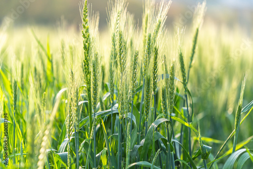 close-up of wheat 