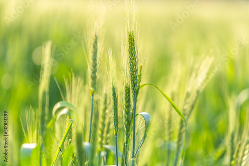 wheat in farmland