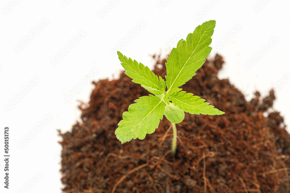 A pile of soil with cannabis seedling growth over on a white background A pile of soil with cannabis seedling growth over on a white background