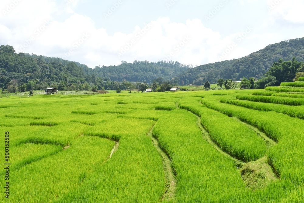 Green rice fields at Ban Mae Klang Luang village in Chiangmai province, Thailand.