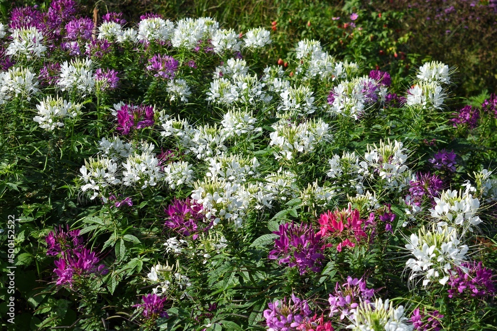 Cleome or Spider flowers is a genus of flowering plants in the family Cleomaceae.