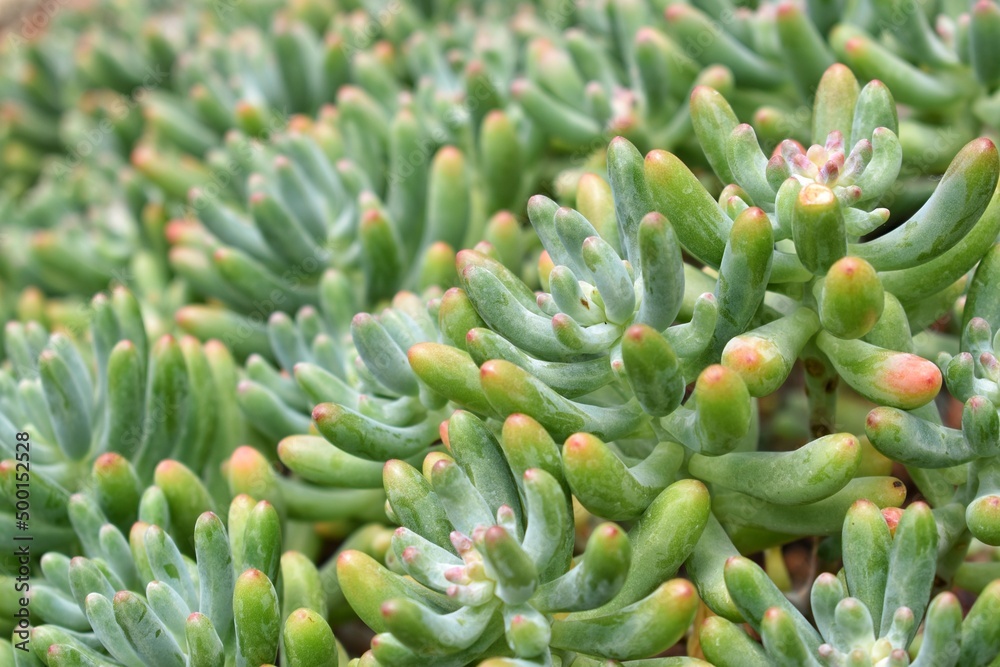 Group of many Jelly Bean Plant, Sedum rubrotinctum succulent plant. Group of many Jelly Bean Plant, Sedum rubrotinctum succulent plant.