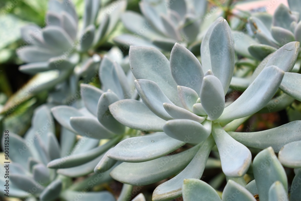 Group of many Graptopetalum, Perennial succulent plants.